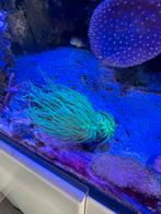 2/3 koppen Euphyllia Glabrescens Neon Green/TOD torch, Dieren en Toebehoren, Vissen | Aquariumvissen, Overige typen, Zoutwatervis