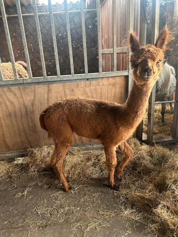 1 jarige alpaca hengst  beschikbaar voor biedingen