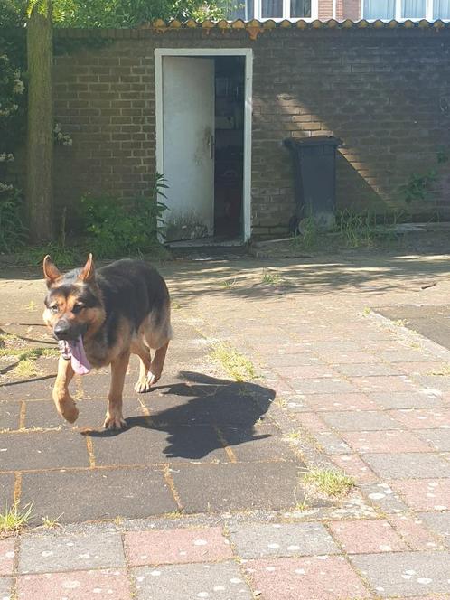 Duitse herder Reu 5,5 jaar, Dieren en Toebehoren, Honden | Herdershonden en Veedrijvers, Reu, Herder, Particulier, Eén hond, Nederland