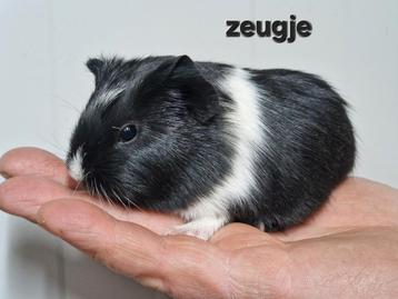 4 baby cavia's  beschikbaar voor biedingen