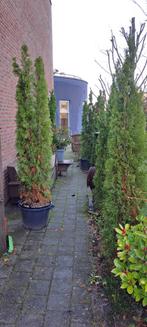 Coniferen in pot ( en uitgraven tuin ), Tuin en Terras, Planten | Bomen, Bloeit niet, Overige soorten, 250 tot 400 cm, Ophalen