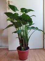 Alocasia Cucullata (op stam) - Olifantsoor H: 90 cm., Ophalen, Overige soorten, Halfschaduw, Minder dan 100 cm