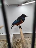 Driekleur Glansspreeuw, Dieren en Toebehoren, Vogels | Overige Vogels, Geslacht onbekend, Tropenvogel, Geringd