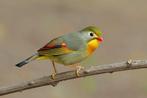 Japanse nachtegalen ( koppel) gezocht, Dieren en Toebehoren, Vogels | Overige Vogels, Meerdere dieren, Tropenvogel