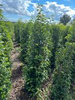 Portugese Laurier (Prunus lusitanica), Ophalen, Laurier, 100 tot 250 cm