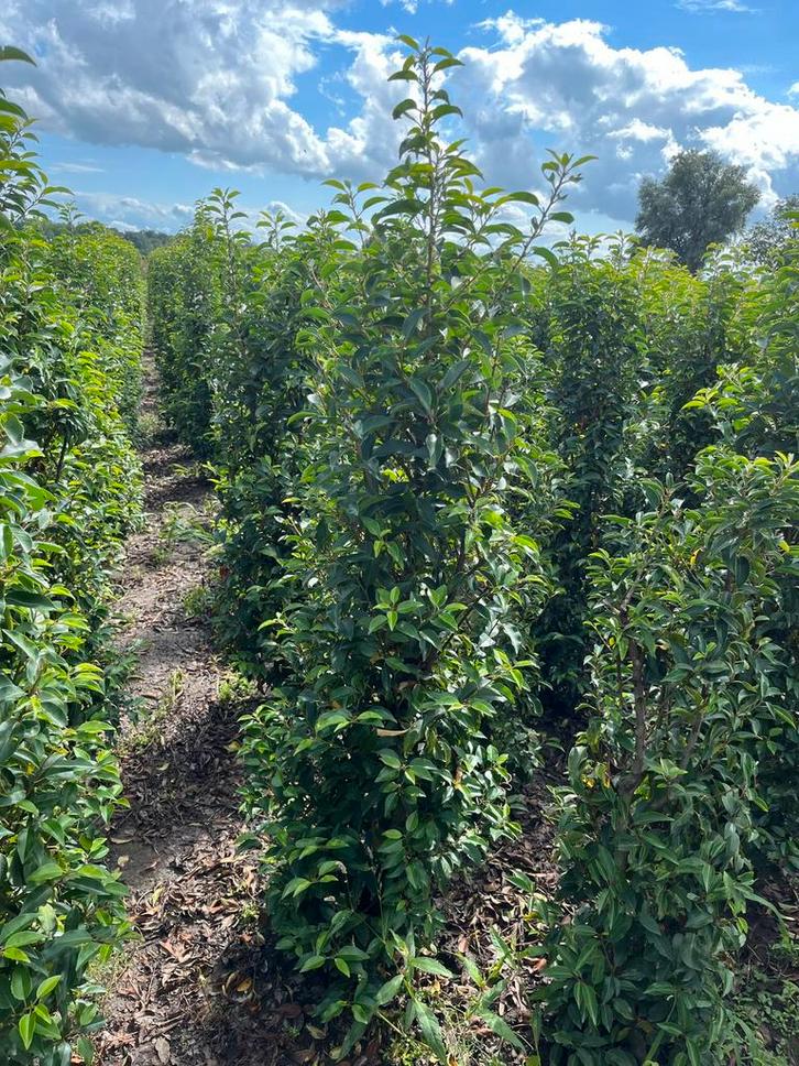 Portugese Laurier (Prunus lusitanica), Tuin en Terras, Planten | Struiken en Hagen, Laurier, 100 tot 250 cm, Ophalen