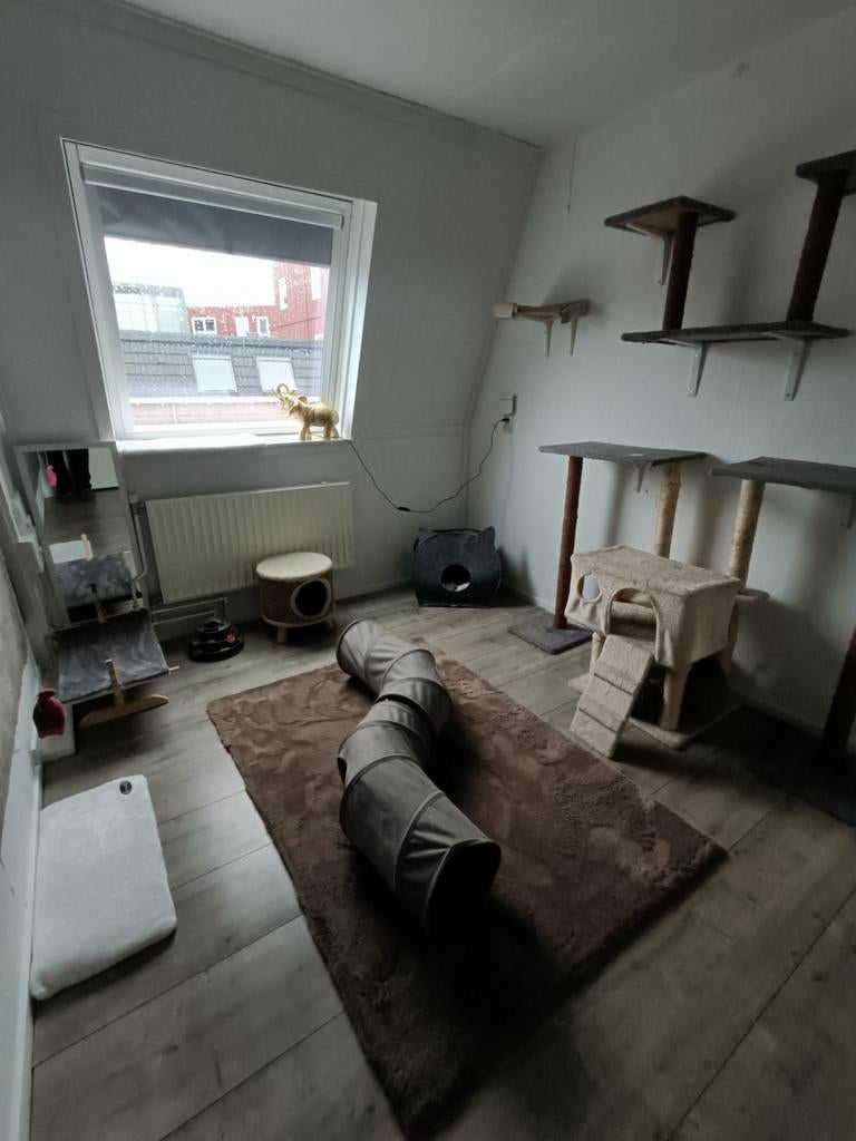 Co's Cats Casa kattenopvang 😺, Diensten en Vakmensen, Dieren | Katten | Verzorging, Oppas en Les, Particuliere oppas