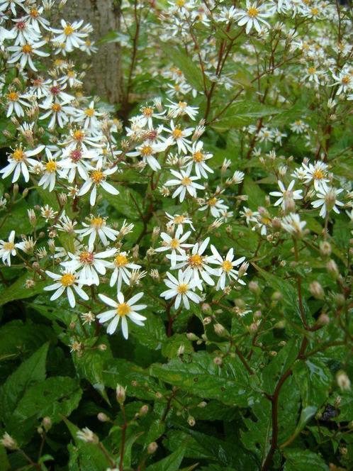 Herfstaster (Aster divaricatus), Tuin en Terras, Planten | Tuinplanten, Overige soorten, Volle zon, Zomer, Ophalen of Verzenden