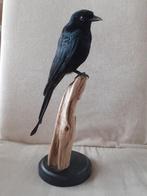 Opgezette zwarte Drongo vogel kraai taxidermy, Verzamelen, Dierenverzamelingen, Nieuw, Opgezet dier, Vogel, Ophalen of Verzenden