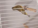 Sijs pop, Dieren en Toebehoren, Vogels | Overige Vogels, Vrouwelijk, Tropenvogel
