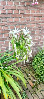 Agapanthus, Afrikaanse lelie, Ophalen, Volle zon