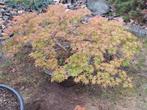 KoopjeJapanse tuin 12  japanse vormbomen, tuinbonsai esdoorn, Overige soorten, 100 tot 250 cm, Zomer, Ophalen