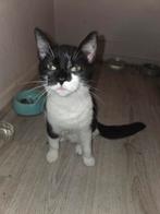 1 kitten van 8 maand oud, Dieren en Toebehoren, Ophalen, Zo goed als nieuw, Overige