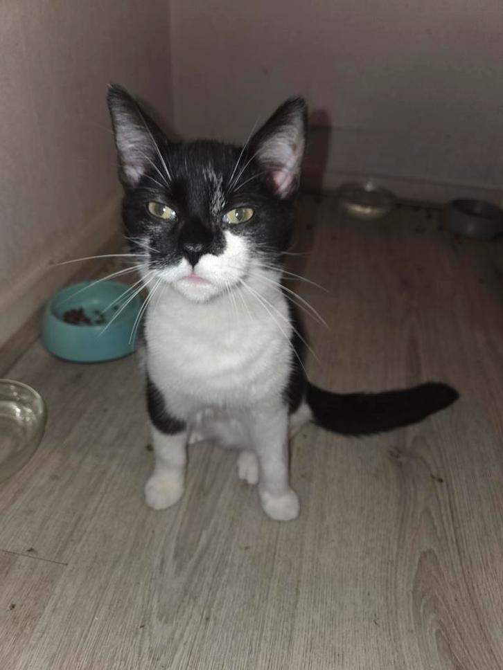 1 kitten van 8 maand oud, Dieren en Toebehoren, Kattenmanden, Zo goed als nieuw, Overige, Ophalen