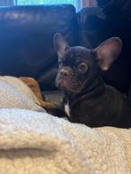 Franse bulldog reutjes, Dieren en Toebehoren, België, Fokker | Hobbymatig, Rabiës (hondsdolheid), 15 weken tot 1 jaar