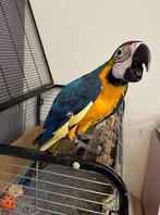 Kweekkoppel ara’s met bonte kleurmutatie, Dieren en Toebehoren, Vogels | Overige Vogels, Meerdere dieren