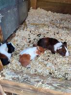 Te koop lieve handtamme cavia's, Dieren en Toebehoren, Knaagdieren, Cavia, Augustus, Meerdere dieren, Tam
