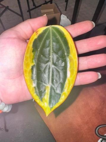 Hoya macrophylla variegata stekje beschikbaar voor biedingen