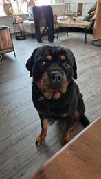 Rottweiler, Dieren en Toebehoren, 1 tot 2 jaar, Teef, Parvo, Eén hond
