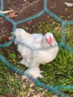 Haantje, Dieren en Toebehoren, Mannelijk, Kip