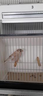 Noorse Goudvink, Dieren en Toebehoren, Vogels | Overige Vogels, Meerdere dieren, Wildzangvogel, Geringd