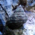 Turbo slakken (Turbo brunneus) – uitstekende poetsploeg, Dieren en Toebehoren, Slak of Weekdier, Zoutwatervis