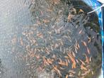 Baby koi te koop, Dieren en Toebehoren, Vissen | Vijvervissen, Karper of Koi