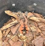 Pamphobeteus sp. Tigris te koop bij csreptiles venlo, Spin of Schorpioen