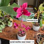 Kamerplanten te koop + pot & hangers, Ophalen, Overige soorten, Halfschaduw, In pot