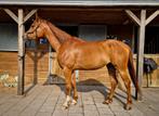 5 jarige Arabier/Arabische volbloed ruin, Dieren en Toebehoren, Paarden, Ruin, Minder dan 160 cm, Gechipt, 3 tot 6 jaar