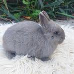 Kleurdwerg, Dieren en Toebehoren, Konijnen, Vrouwelijk, Dwerg, 0 tot 2 jaar
