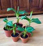 Bananenplant in terracotta bloempot Musa dwarf Cavendisch, Ophalen, Overige soorten, Halfschaduw, In pot
