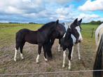 Te koop mooi barock pinto. Hengstveulen, Dieren en Toebehoren, Paarden, Hengst, Dressuurpaard, 0 tot 2 jaar