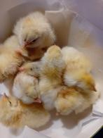 Broedeieren te koop van de favorolle kippen, Dieren en Toebehoren, Pluimvee, Geslacht onbekend, Kip