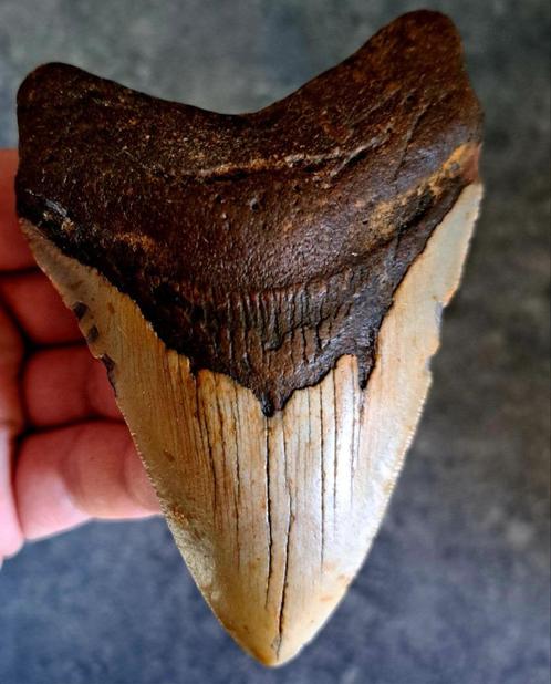 Megalodon Tand- USA- South Carolina ORIGINEEL	10.5x7.2x1.6	c, Verzamelen, Mineralen en Fossielen, Fossiel, Ophalen of Verzenden