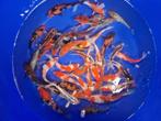 Japanse Koi 20-25cm 5 voor 100 euro, Karper of Koi