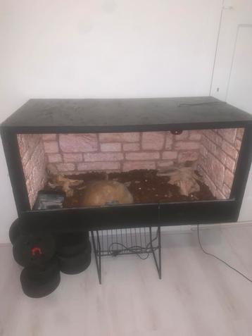 Reptielen en amfibieen terrarium beschikbaar voor biedingen