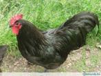 Grote HANEN............, Dieren en Toebehoren, Pluimvee, Mannelijk, Kip