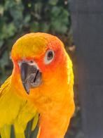 Lieve zeer Tamme zonparkiet en pyrrhura, Dieren en Toebehoren, Vogels | Parkieten en Papegaaien