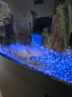 Axolotl inclusief aquarium, Dieren en Toebehoren, Ophalen, Gebruikt, Gevuld zoetwateraquarium