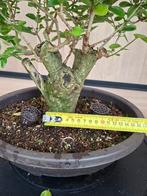 Liguster Bonsai - Groeit Goed!, Ophalen
