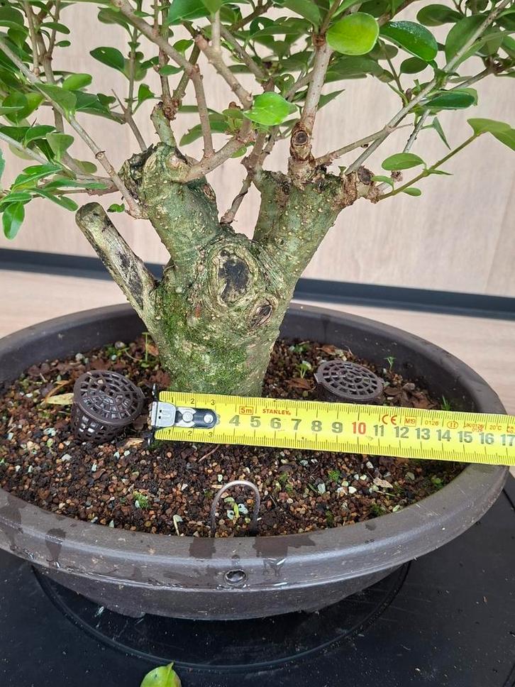 Liguster Bonsai - Groeit Goed!, Tuin en Terras, Planten | Tuinplanten, Ophalen
