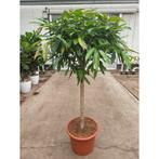 Ficus Binnendijkii 'amstel King' g99525, Ophalen of Verzenden