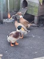 Te koop 3 loop/flessen eenden, Dieren en Toebehoren, Pluimvee, Meerdere dieren, Eend