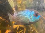 Electric blue acara 2x man en vrouw, Vis