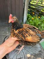 Wyandotte kriel haan bruin zwart, Dieren en Toebehoren, Pluimvee, Mannelijk, Kip