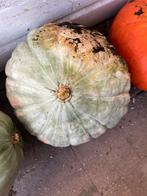 Verse Biologische Pompoenen - Net Geplukt!, Tuin en Terras, Volle zon, Groenteplanten, Eenjarig, Ophalen of Verzenden