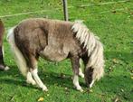 NMPRS Merries TE KOOP, Dieren en Toebehoren, Pony's, Gechipt, 0 tot 2 jaar, A pony (tot 1.17m), Meerdere dieren
