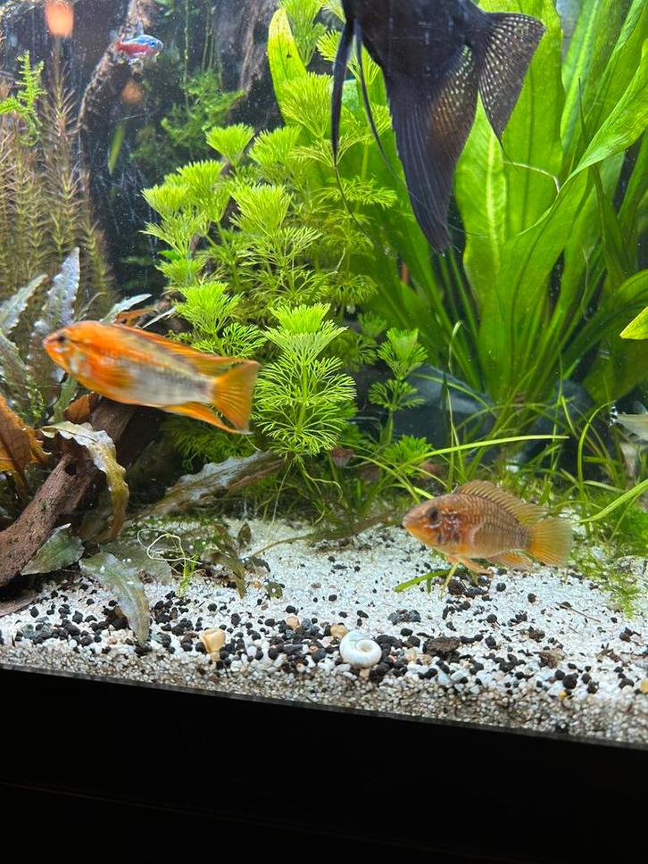 Koppel macmasteri cichlide, Dieren en Toebehoren, Vissen | Aquariumvissen, Zoetwatervis, Vis