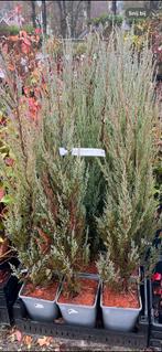 Juniperus 'Blue Arrow' - Zuilvormige Jeneverbes, Volle zon, Vaste plant, Bloeit niet, Ophalen